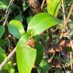 Medinilla crassifolia Folha