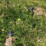 Veronica bellidioides Blomst