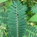 Sesbania sericea Leaf