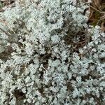 Artemisia vallesiaca Folha