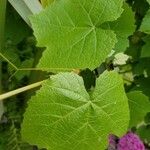 Vitis californica Blatt