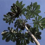 Cecropia obtusa Fuelha