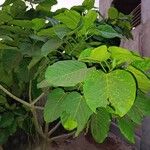 Ficus abutilifolia Leaf