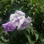 Brunfelsia pauciflora 花