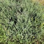 Heliotropium bacciferum Hábito