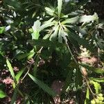 Plerandra elegantissima Leaf