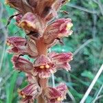 Orobanche gracilis Çiçek