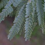 Prosopis velutina Hoja