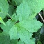 Geum urbanum List