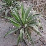 Agave demeesteriana Blatt