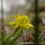 Ranunculus adoxifolius आदत