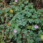 Geranium × oxonianum Celota