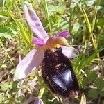 Ophrys bertolonii ফুল
