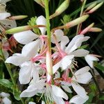 Oenothera lindheimeri Lorea