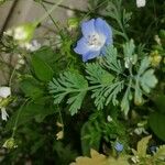 Nemophila menziesii 花