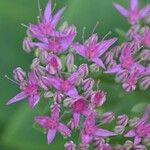 Sedum telephium Blomma