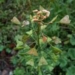 Capsella bursa-pastoris Φρούτο