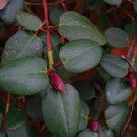 Rhododendron williamsianum Leaf