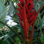 Musa coccinea फूल