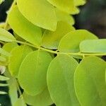 Robinia viscosaLeaf