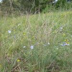 Linum austriacum Tervik taim