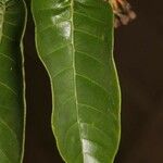 Vismia sessilifolia Φύλλο