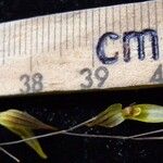 Specklinia microphylla 其他