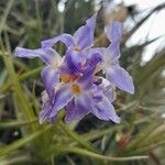 Tillandsia bergeriFlor