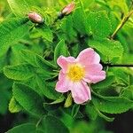 Rosa villosa Flower