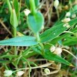 Stellaria holostea Hoja