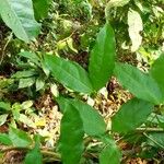 Gnetum africanum Leaf