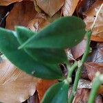 Sarcococca ruscifolia Blad