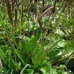 Plantago media Natur