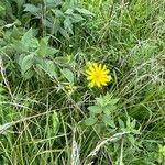 Silphium integrifolium ফুল