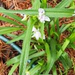 Tradescantia subaspera ᱥᱟᱠᱟᱢ