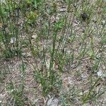 Equisetum laevigatum পাতা