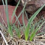 Asphodelus albus 叶