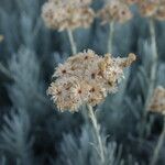 Helichrysum italicumΛουλούδι