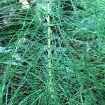 Equisetum telmateia Hoja