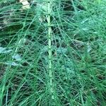 Equisetum telmateia 葉