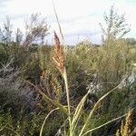 Sorghum halepense Blatt