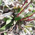 Sonchus bulbosus Levél