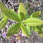 Rhododendron periclymenoides 葉