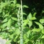 Triticum aestivum Fruit