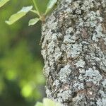 Dombeya rotundifolia Corteccia