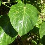 Passiflora ligularis Leaf