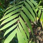Chamaedorea microspadix Leaf