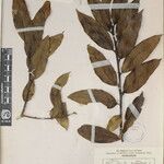 Ilex dipyrena Other