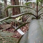 Atractocarpus pterocarpon 花