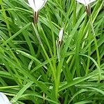 Ipheion uniflorum Habitus